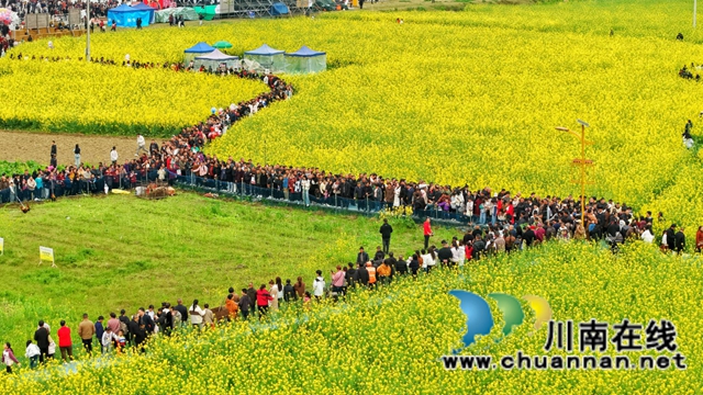 红色热土谱写文旅融合“春之信”!古蔺白沙场镇第十七届菜花文化旅游季盛大开幕(图14) 1 (3).jpg