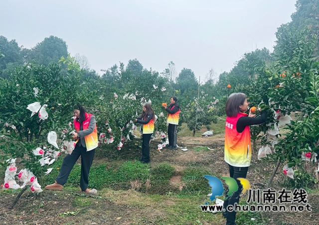 配图2：党员们走进果园采摘新鲜耙耙柑.jpg