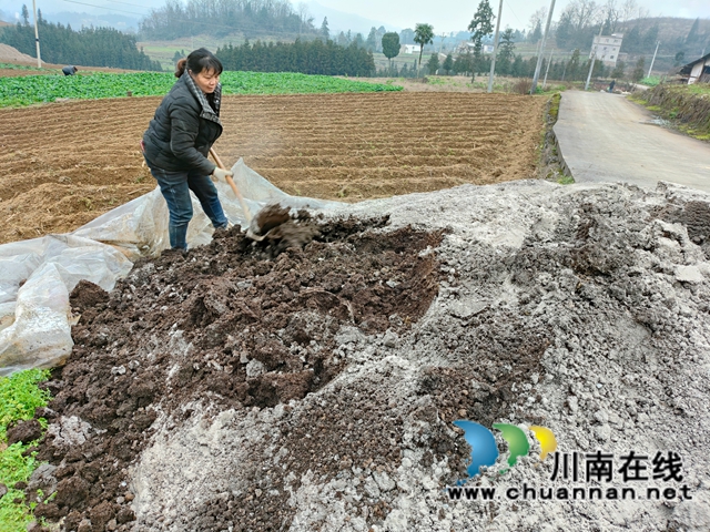 农肥积造,解锁烟叶“丰收密码”(图2) 配图2.烟农在地里翻拌发酵中的农家肥.jpg