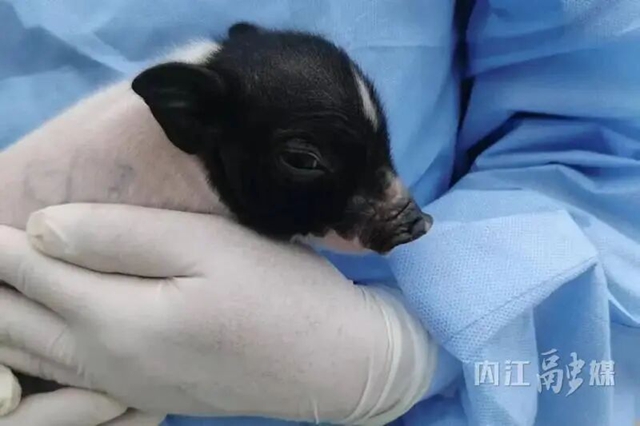 2025年度“中国科学十大进展”发布,内江“猪猪侠”又立大功!(图4) 4.jpg