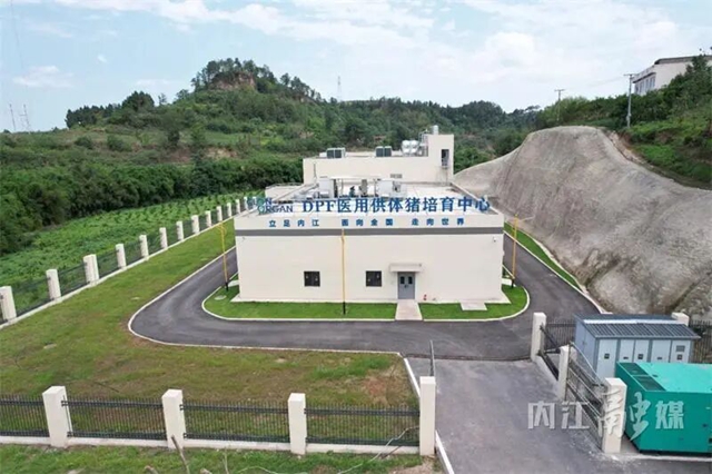 2025年度“中国科学十大进展”发布,内江“猪猪侠”又立大功!(图2) 2.jpg