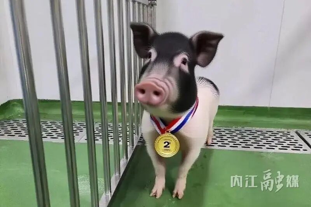 2025年度“中国科学十大进展”发布,内江“猪猪侠”又立大功!(图3) 3.jpg