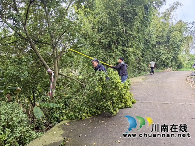 “剪”除隐患畅出行,美化乡村护平安|龙马潭区鱼塘街道王庄村开展道路树枝集中清理行动(图2) 微信图片_2026-03-26_143634_415.jpg