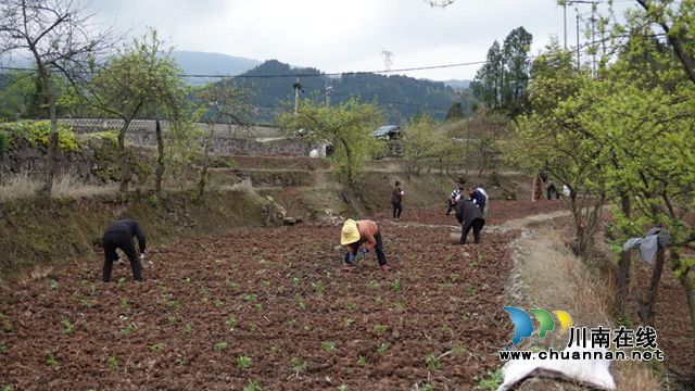 古蔺香山村:千亩菊苗移栽忙 “花样”产业再扩容(图5) 5.jpg