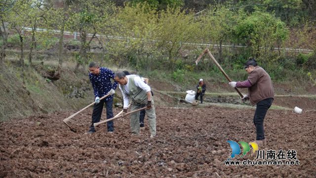 古蔺香山村:千亩菊苗移栽忙 “花样”产业再扩容(图4) 4.jpg