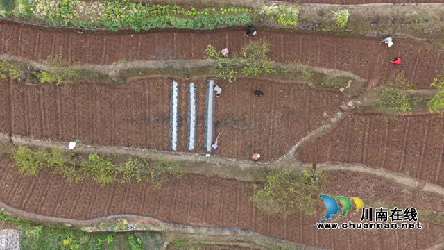 古蔺香山村:千亩菊苗移栽忙 “花样”产业再扩容(图1) 1.jpg