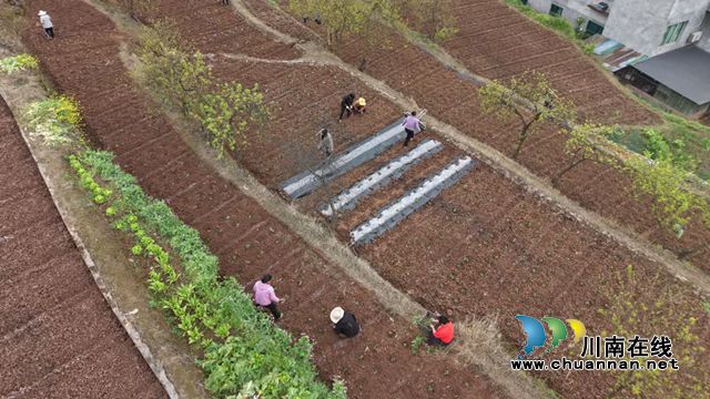 古蔺香山村:千亩菊苗移栽忙 “花样”产业再扩容(图3) 3.jpg