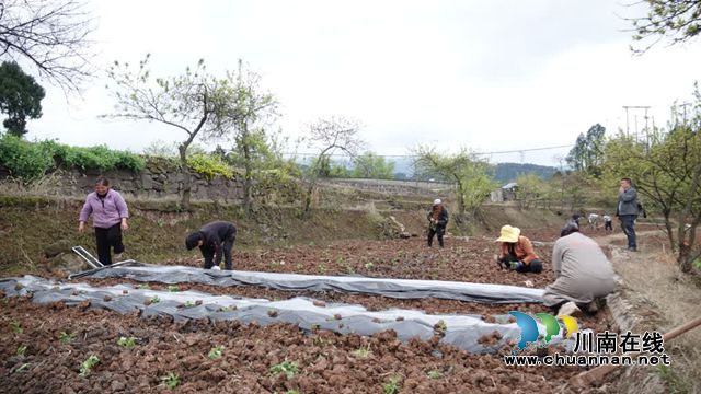 古蔺香山村:千亩菊苗移栽忙 “花样”产业再扩容(图6) 6.jpg