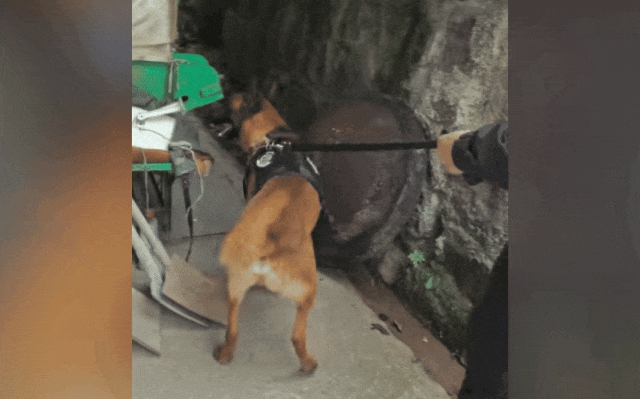 嫌疑人翻进二楼婚房……警犬破案!(图5) 5.jpg