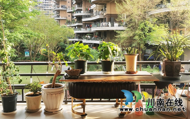 阳台:春韵乐章(图3) 03--.jpg