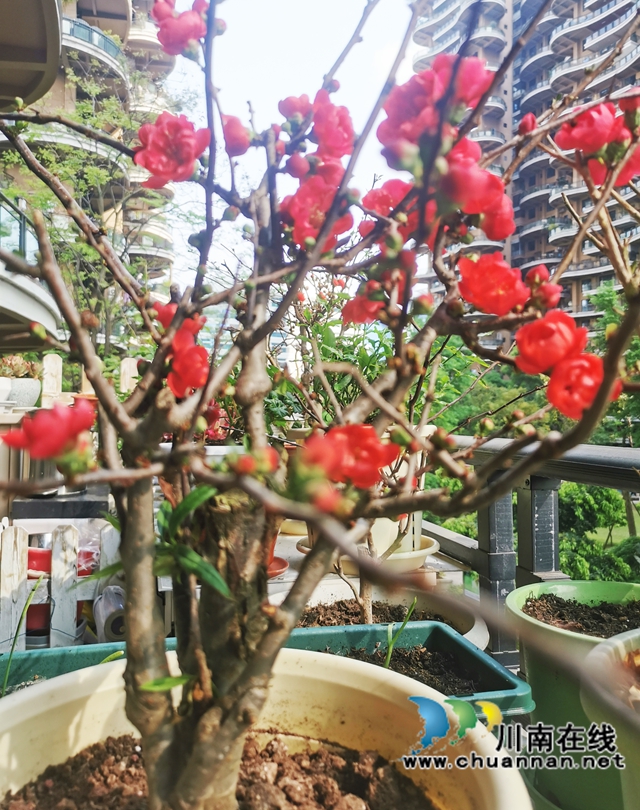 阳台:春韵乐章(图9) 09--.jpg