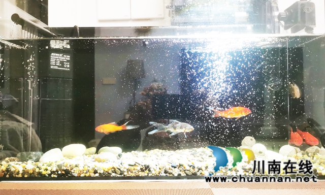 阳台:春韵乐章(图11) 11--.jpg