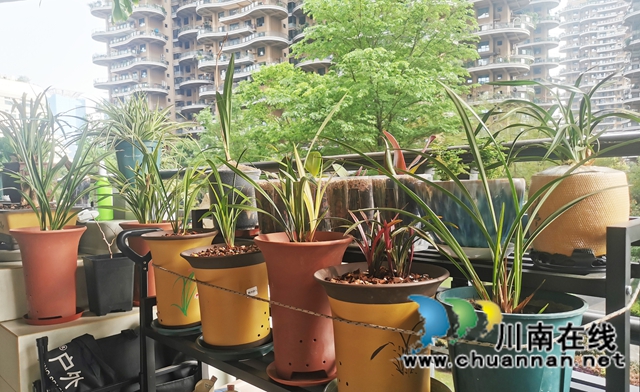 阳台:春韵乐章(图5) 05--.jpg