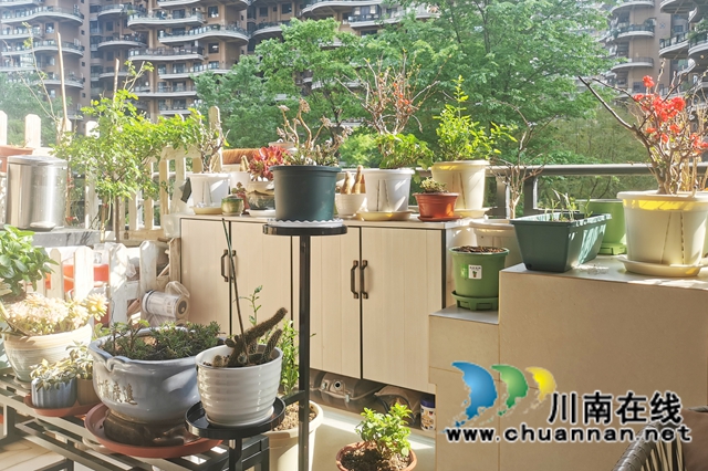 阳台:春韵乐章(图4) 04--.jpg