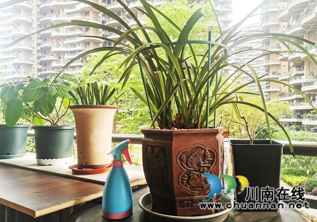 阳台:春韵乐章(图6) 06--.jpg