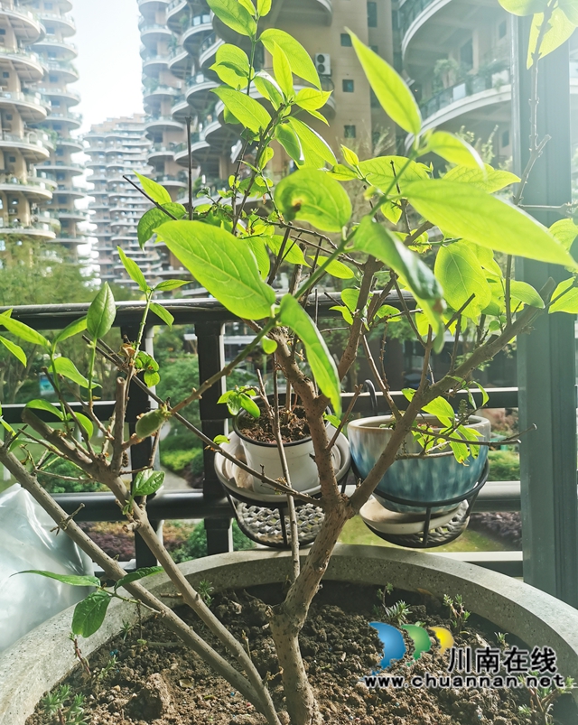 阳台:春韵乐章(图8) 08--.jpg