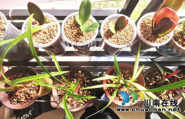 阳台:春韵乐章(图7) 07-.jpg