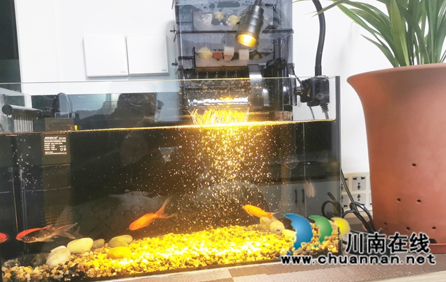 阳台:春韵乐章(图10) 10--.jpg