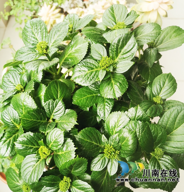 阳台:春韵乐章(图12) 12--.jpg