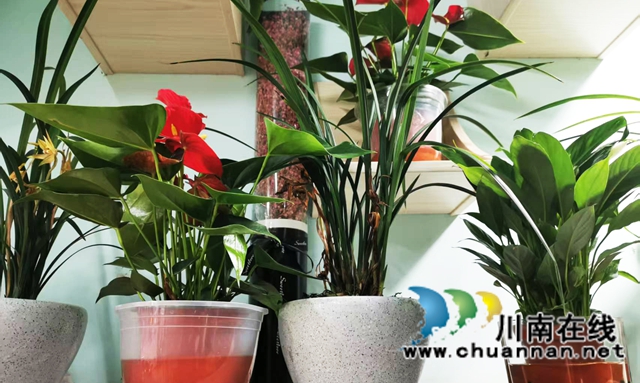 阳台:春韵乐章(图13) 13--.jpg