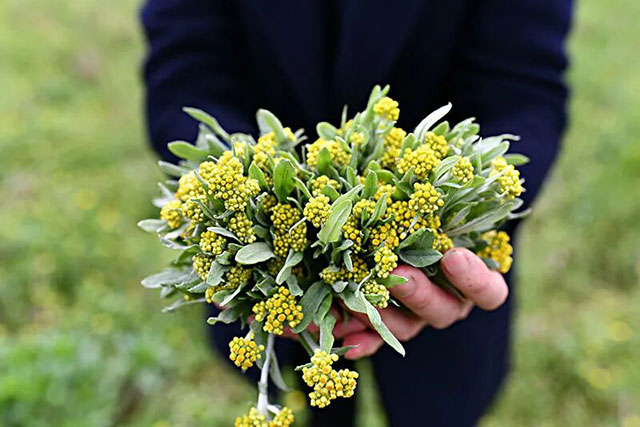 清明软雀粑,能化痰止咳?(图1) 1.jpg