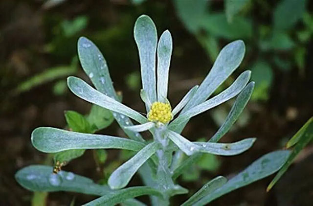 清明软雀粑,能化痰止咳?(图2) 2.jpg