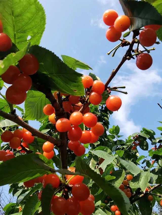 走,摘“恩桃儿”去~(图1) 桃1.jpg