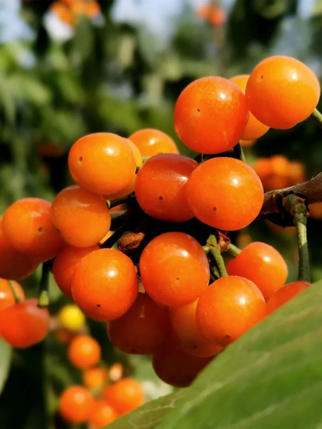 走,摘“恩桃儿”去~(图4) 桃4.jpg