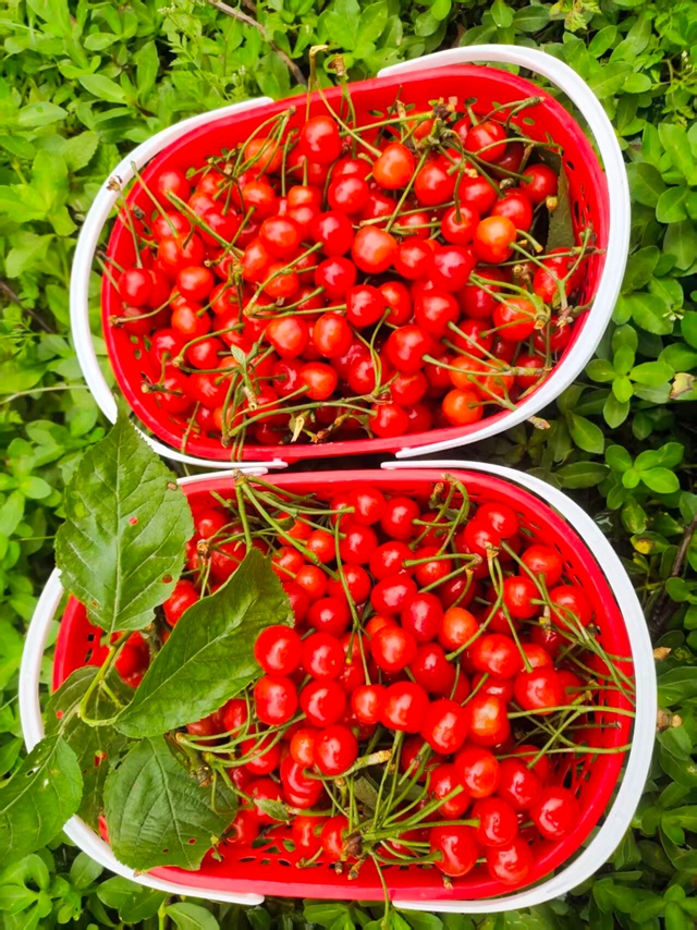 走,摘“恩桃儿”去~(图6) 桃6.jpg