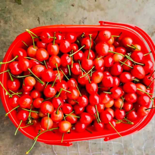 走,摘“恩桃儿”去~(图11) 桃12.jpg