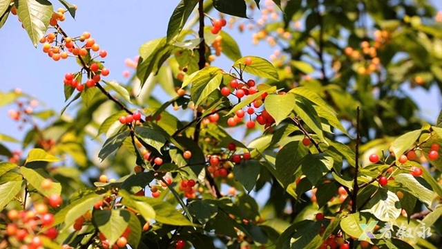 走,摘“恩桃儿”去~(图12) 桃13.jpg