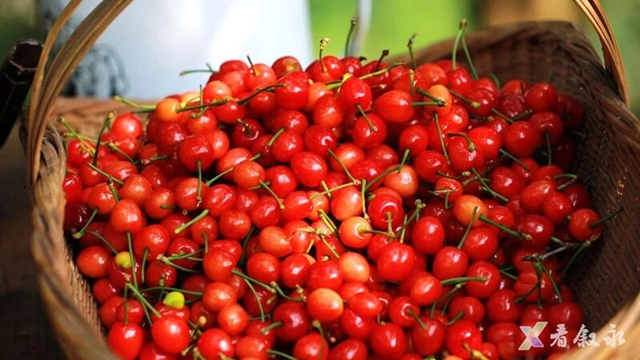 走,摘“恩桃儿”去~(图13) 桃14.jpg