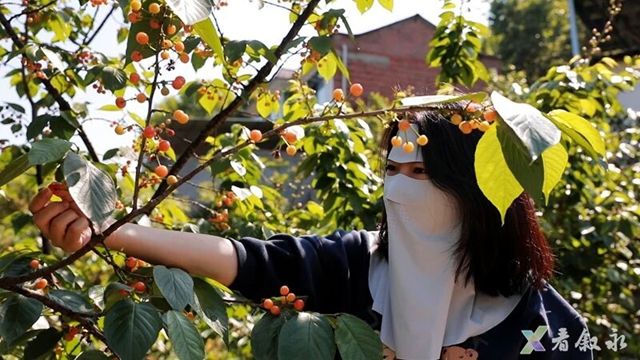 走,摘“恩桃儿”去~(图15) 桃16.jpg