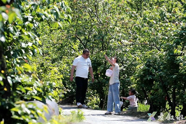 走,摘“恩桃儿”去~(图16) 桃17.jpg