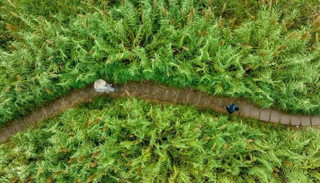 别辜负春光,这份泸州踏青出游打卡地请收好(图15) 15.jpg