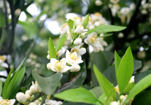 别辜负春光,这份泸州踏青出游打卡地请收好(图19) 19.jpg