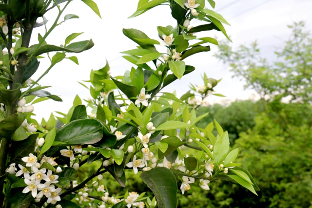 别辜负春光,这份泸州踏青出游打卡地请收好(图20) 20.jpg