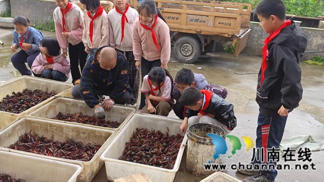 泸县云锦镇青狮学校学子探秘稻虾养殖(图1) 3.jpg