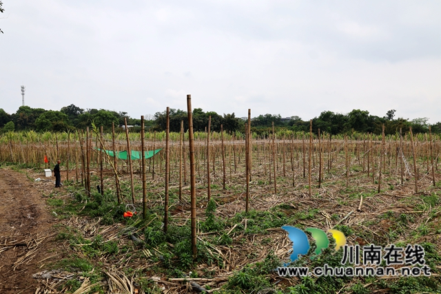 其中一块甘蔗地已经腾空.JPG