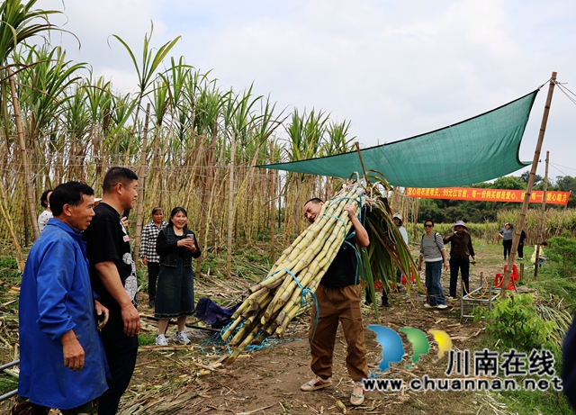 众人合力搬运甘蔗 (1).JPG