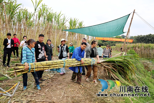 众人合力搬运甘蔗 (3).JPG