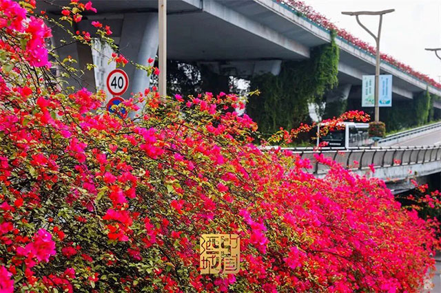 这些地方太美啦!快坐上公交打卡泸州春日花海~(图1) 1.jpg