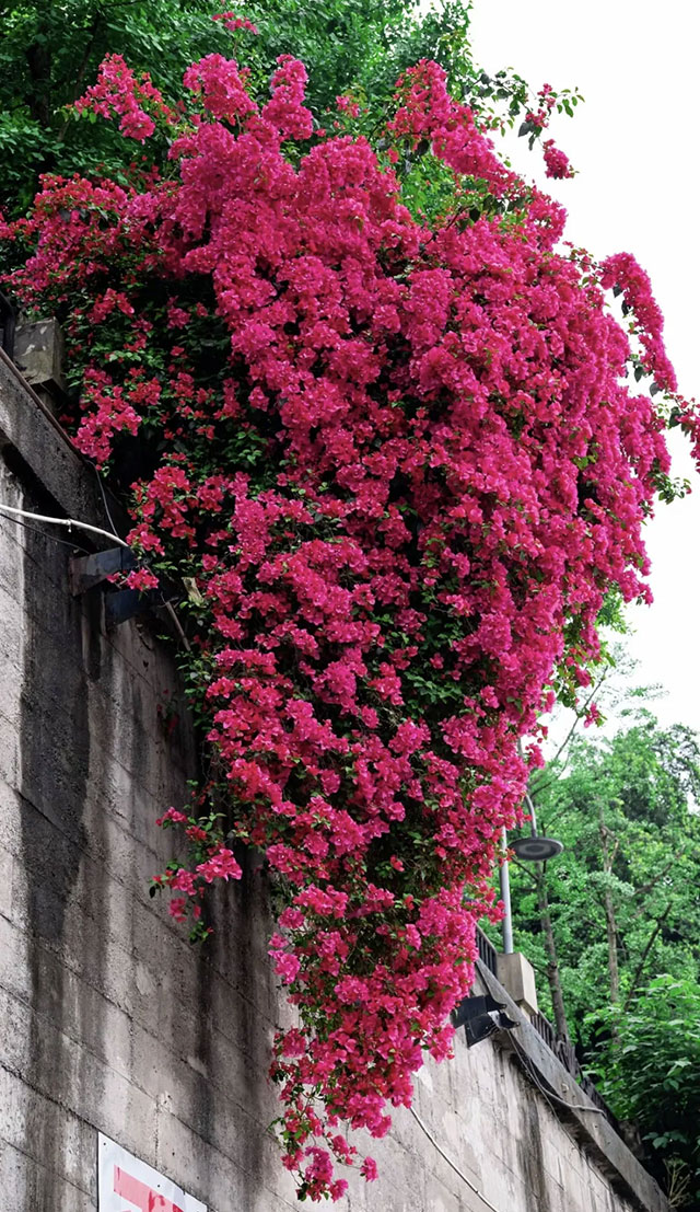 这些地方太美啦!快坐上公交打卡泸州春日花海~(图2) 2.jpg