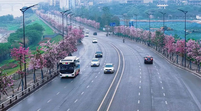 这些地方太美啦!快坐上公交打卡泸州春日花海~(图3) 3.jpg