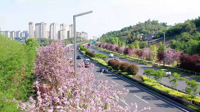 这些地方太美啦!快坐上公交打卡泸州春日花海~(图4) 4.jpg