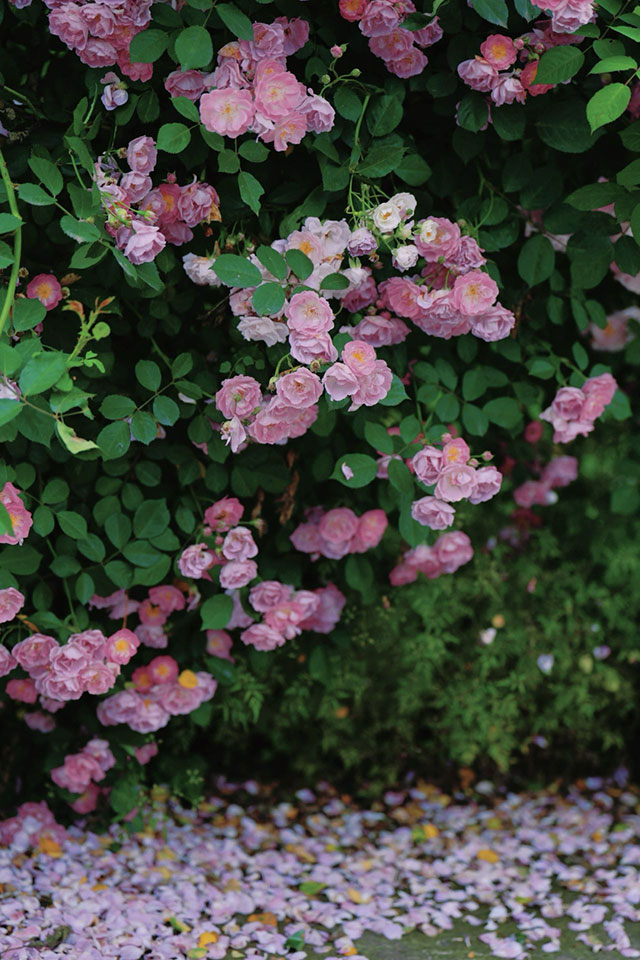 浪漫满屏,被泸州这两处蔷薇花海美到了(图1) 1.jpg