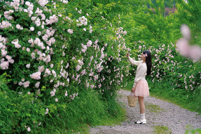 浪漫满屏,被泸州这两处蔷薇花海美到了(图2) 2.jpg