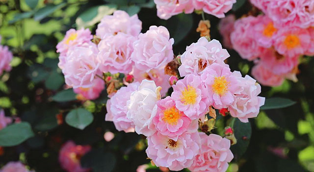 浪漫满屏,被泸州这两处蔷薇花海美到了(图3) 3.jpg