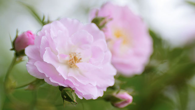 浪漫满屏,被泸州这两处蔷薇花海美到了(图6) 6.jpg