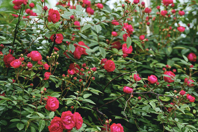 浪漫满屏,被泸州这两处蔷薇花海美到了(图5) 5.jpg